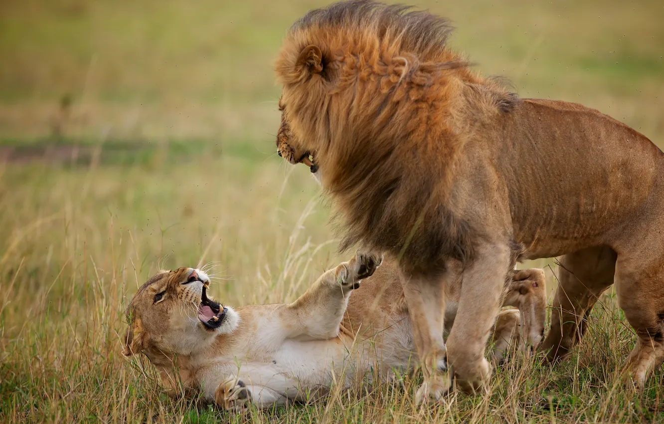 Photo wallpaper Leo, lioness, showdown