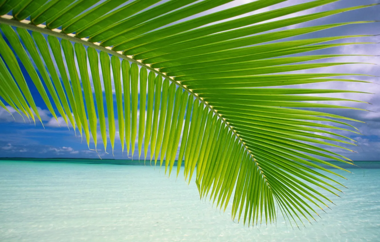 Photo wallpaper sand, sea, the sky, clouds, branches