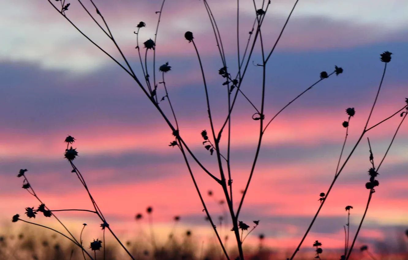 Photo wallpaper the sky, clouds, macro, sunset, plant, silhouette