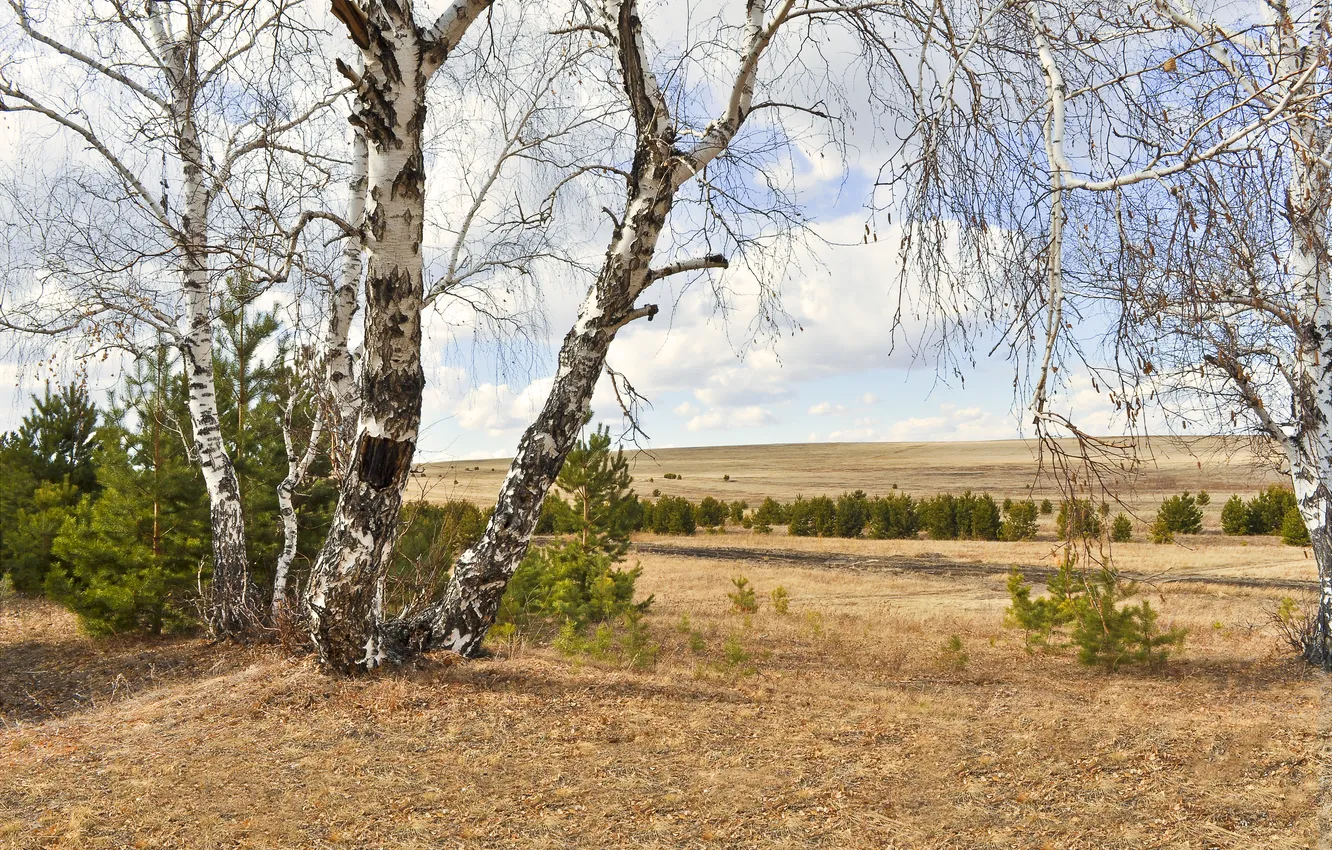 Photo wallpaper field, autumn, the sky, clouds, trees