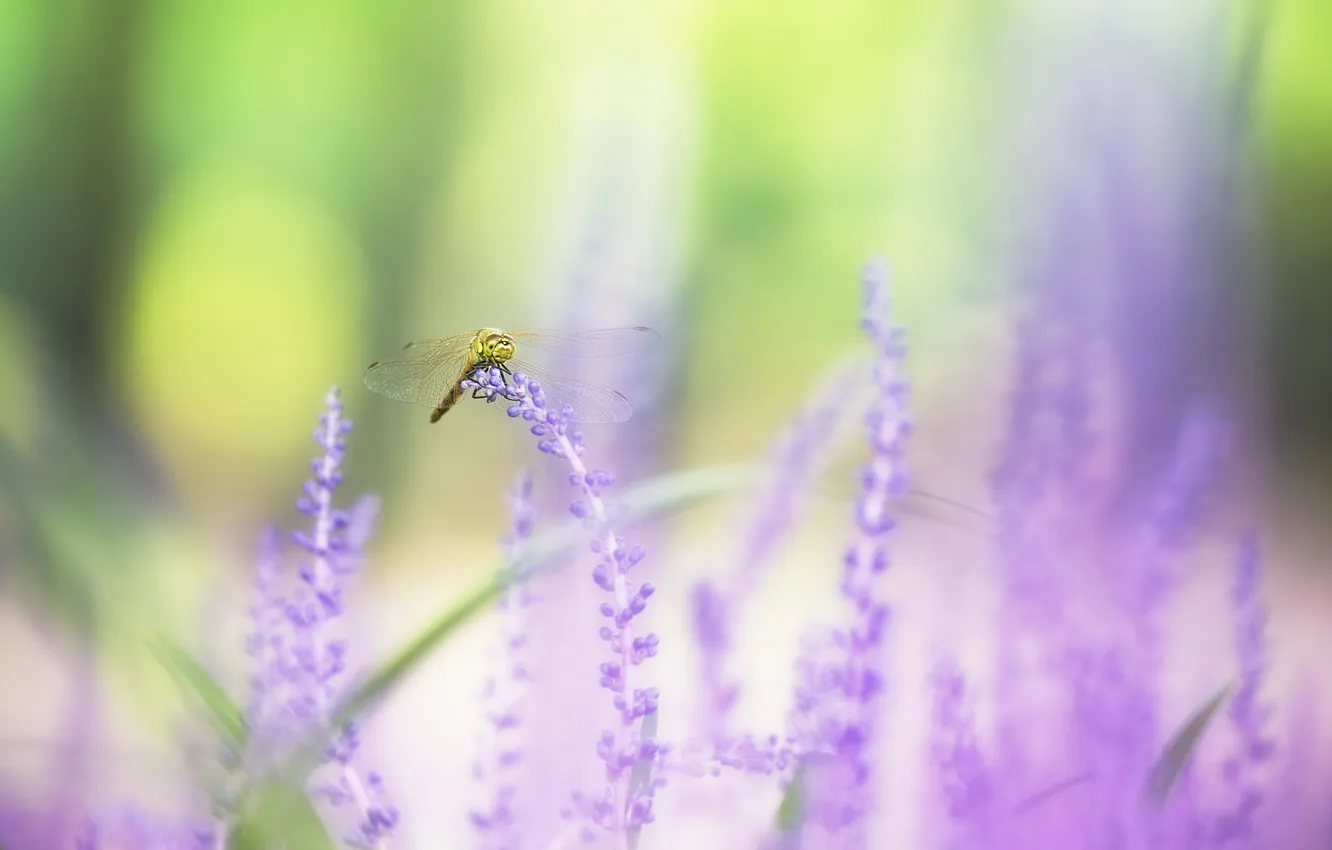 Photo wallpaper purple, wings, dragonfly, lavender, bokeh