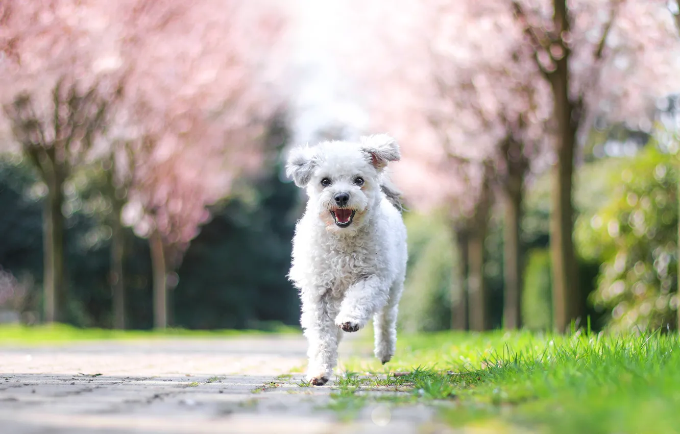Photo wallpaper white, trees, joy, nature, Park, dog, spring, garden