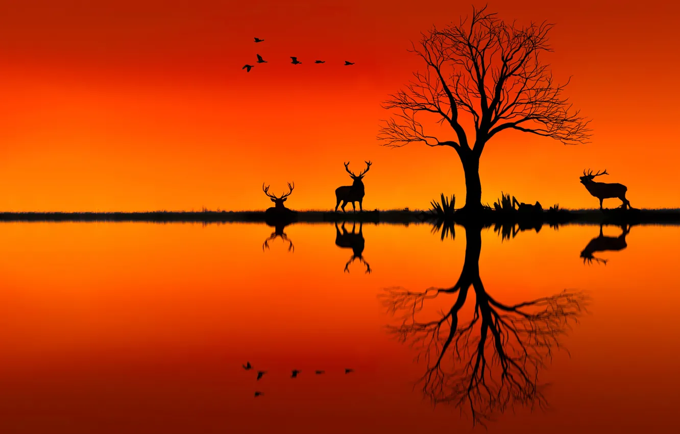 Photo wallpaper trees, sunset, deer, silhouette