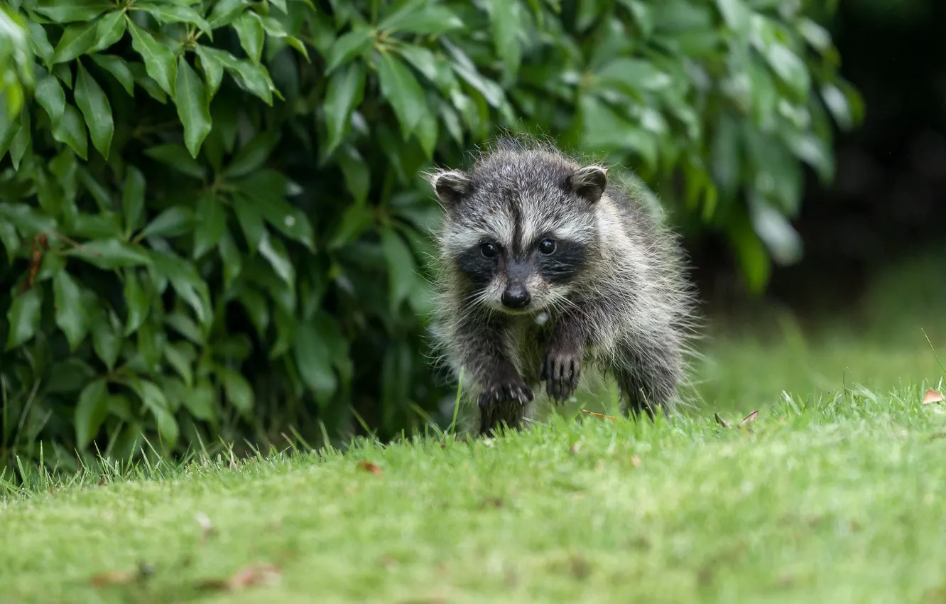 Photo wallpaper grass, baby, raccoon, cub