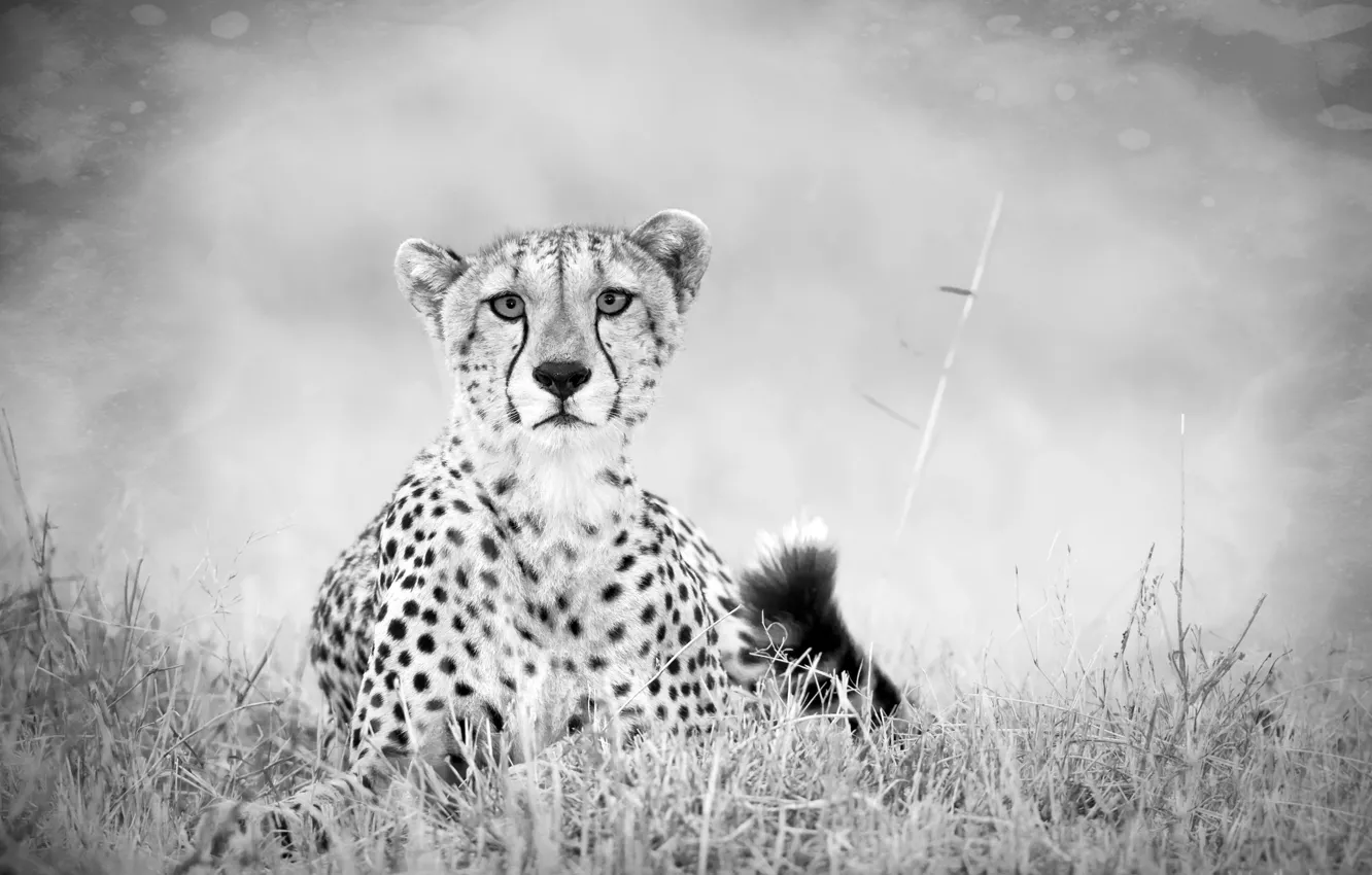 Photo wallpaper sadness, Grass, Black and white, tail, Predator, Savannah, Cheetah