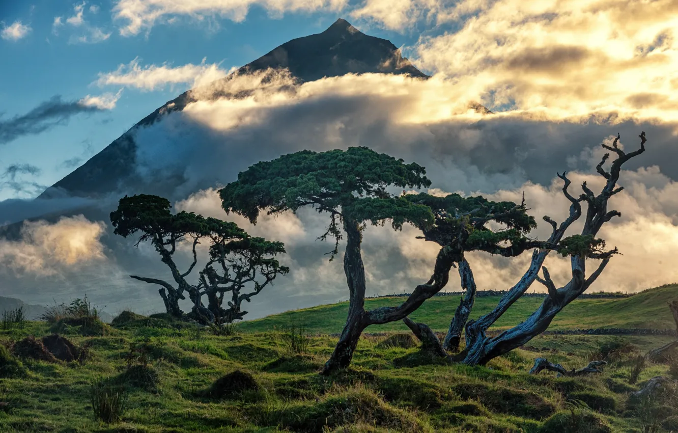 Photo wallpaper field, the sky, grass, clouds, light, trees, mountains, branches