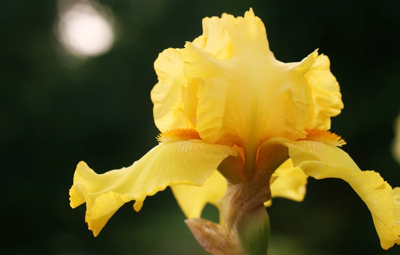 Photo wallpaper macro, yellow, nature, iris