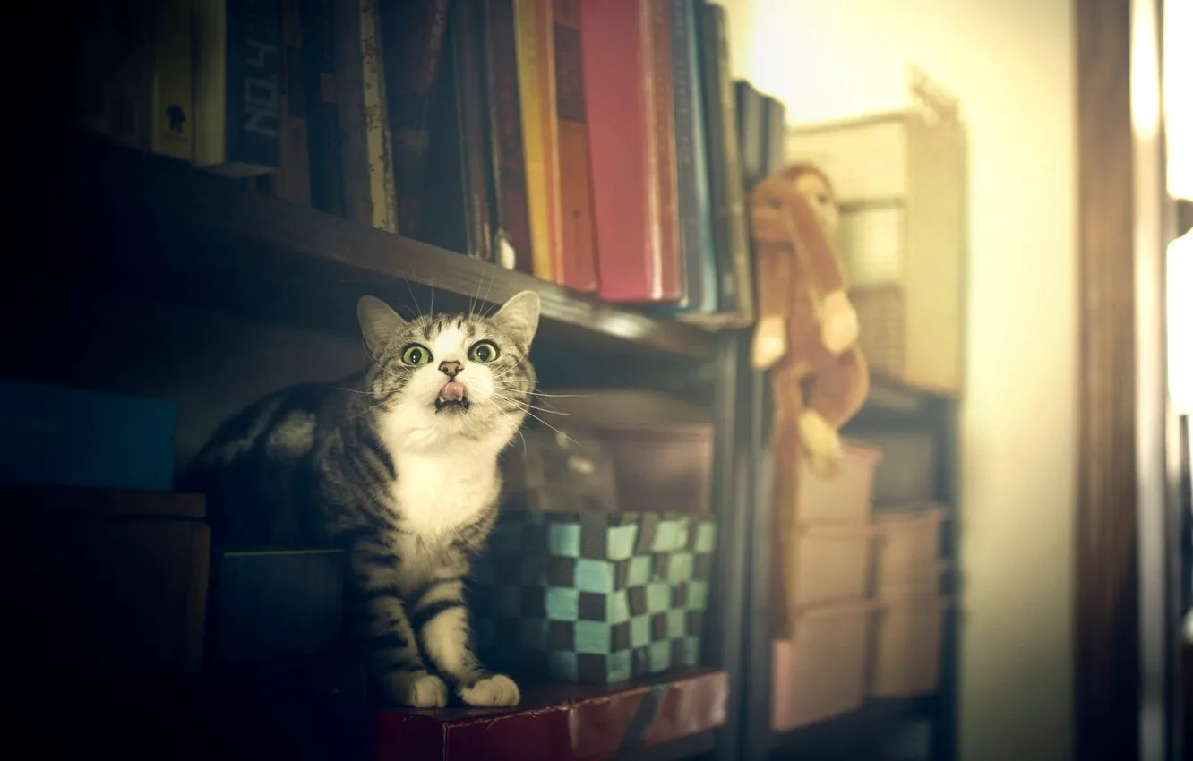 Photo wallpaper language, cat, cat, look, pose, box, toy, furniture