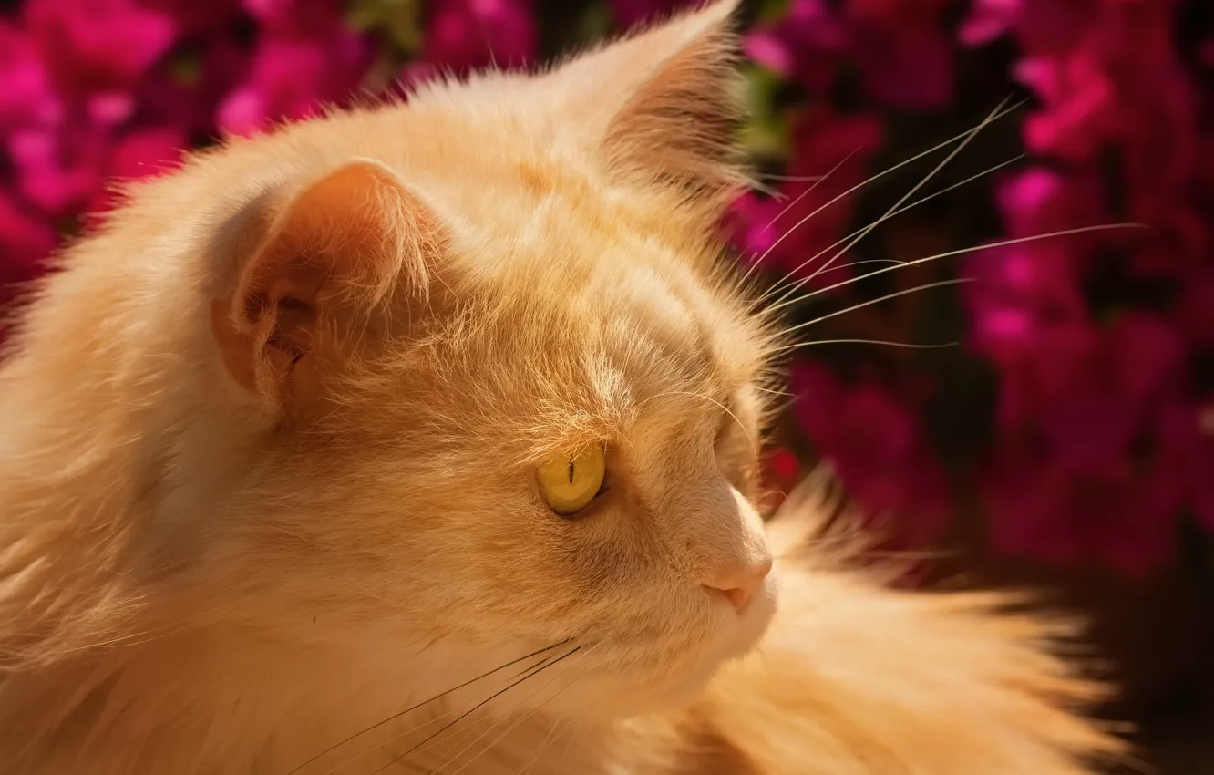 Photo wallpaper cat, red, kitty