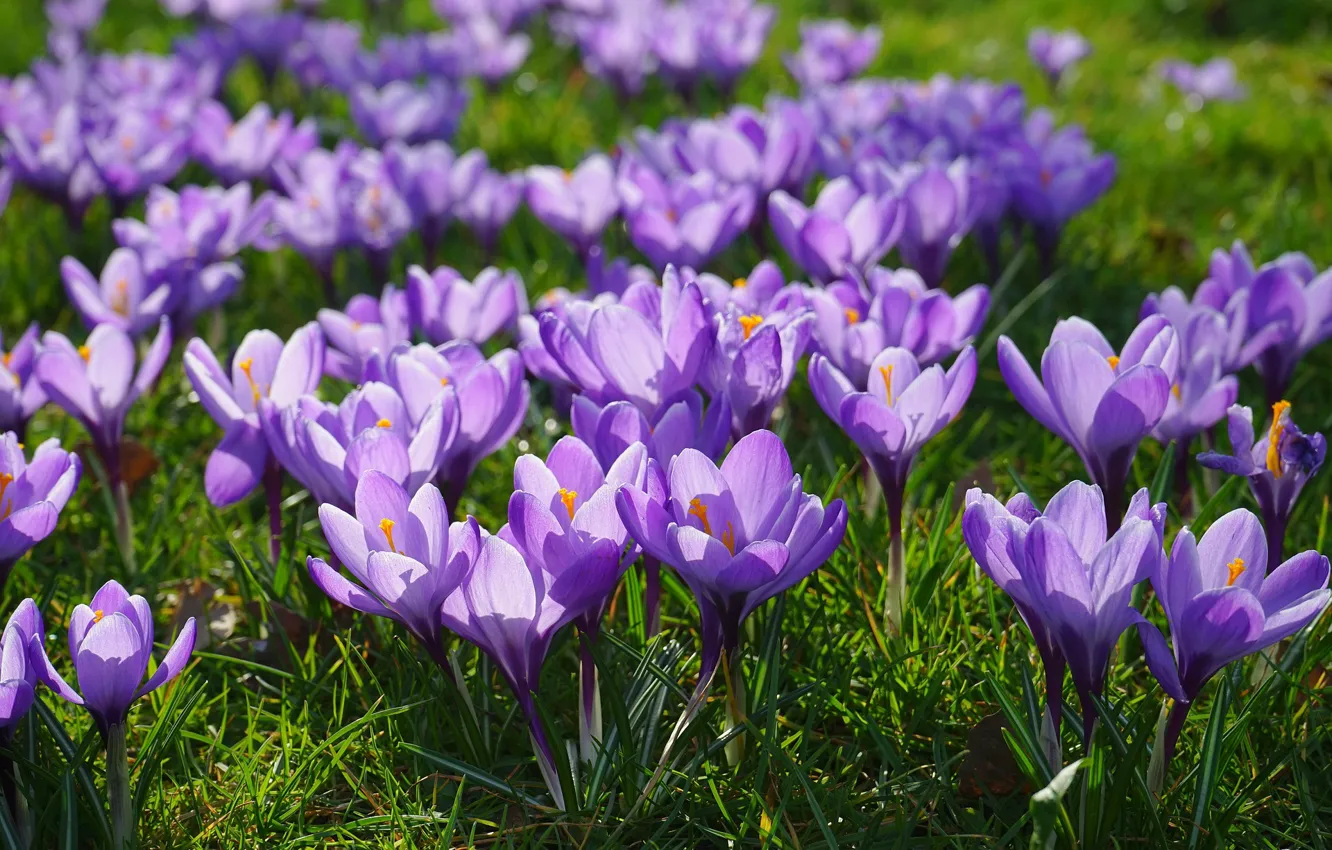 Photo wallpaper grass, the sun, crocuses