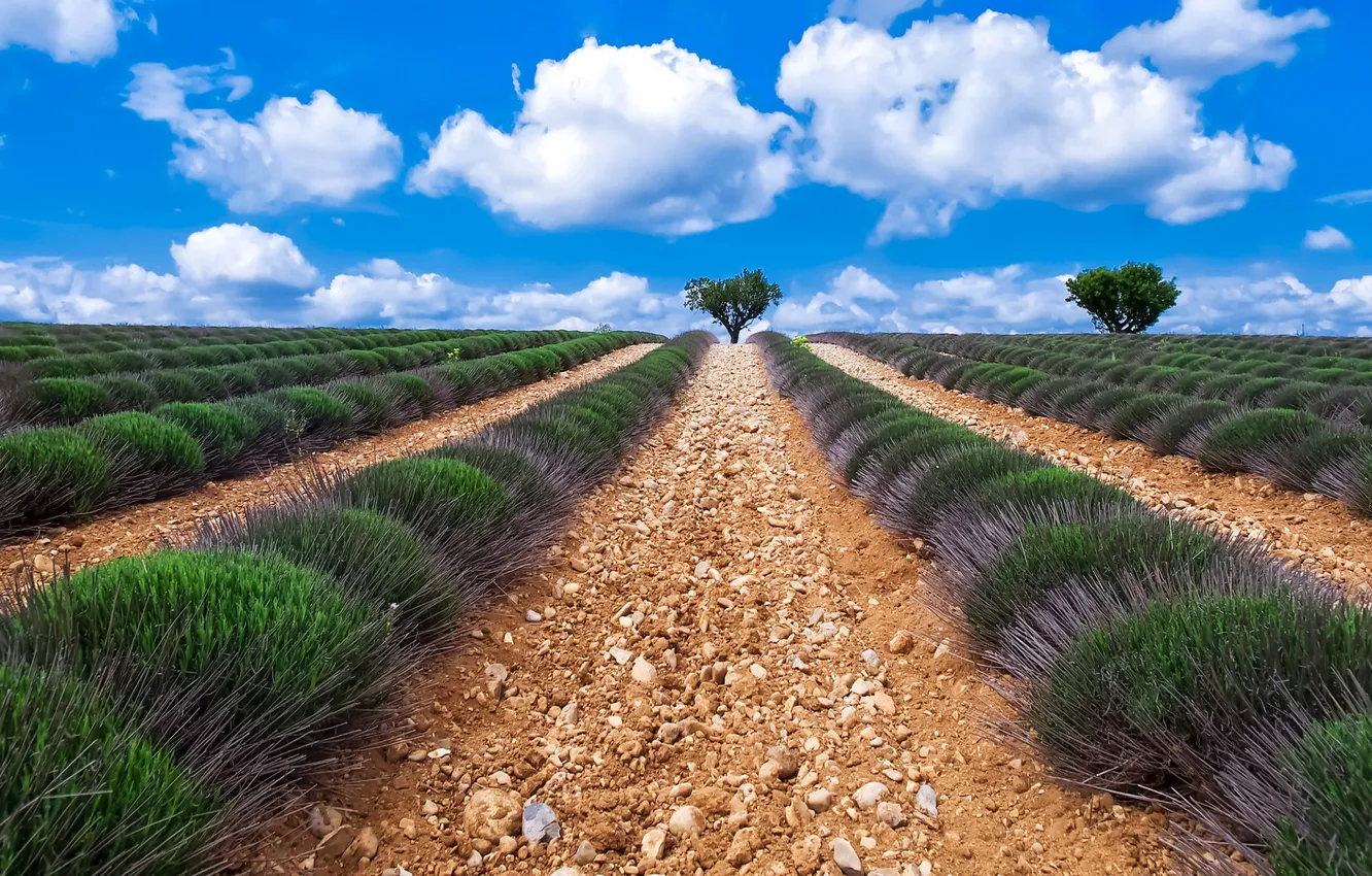 Photo wallpaper field, summer, the sky, clouds, trees, flowers, blue, stones