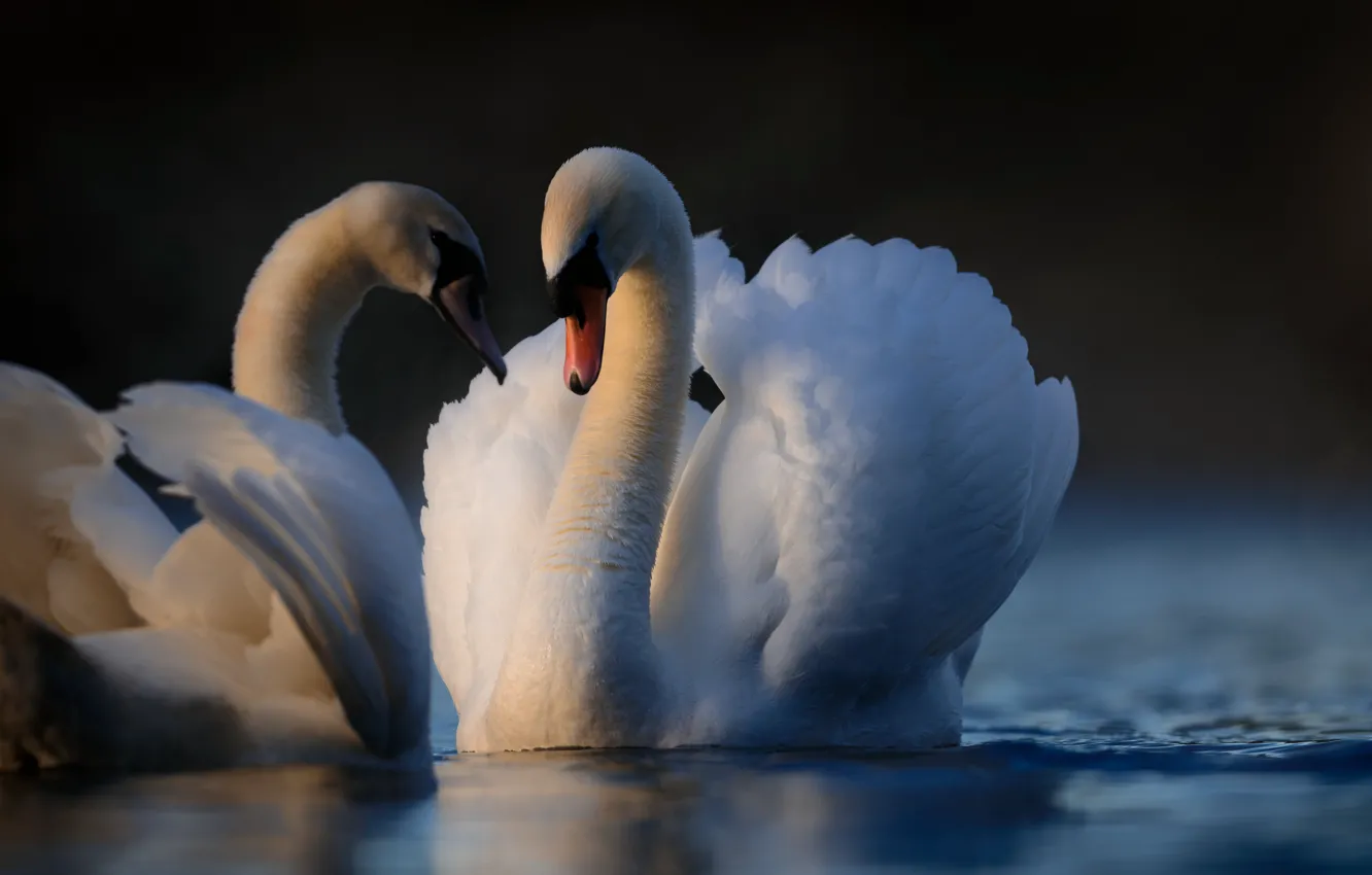 Photo wallpaper water, birds, feathers, a couple, swans