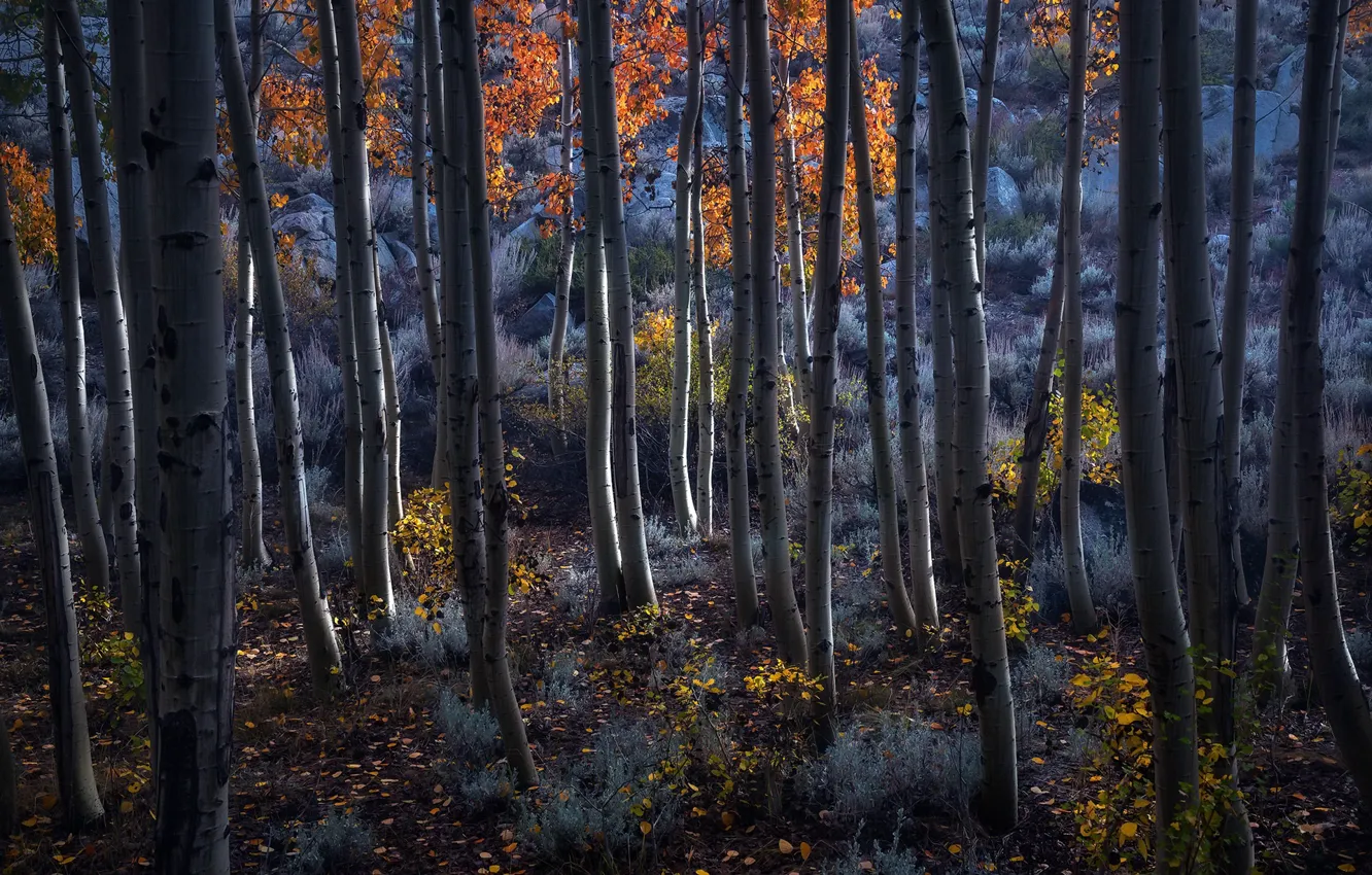 Photo wallpaper autumn, forest, birch