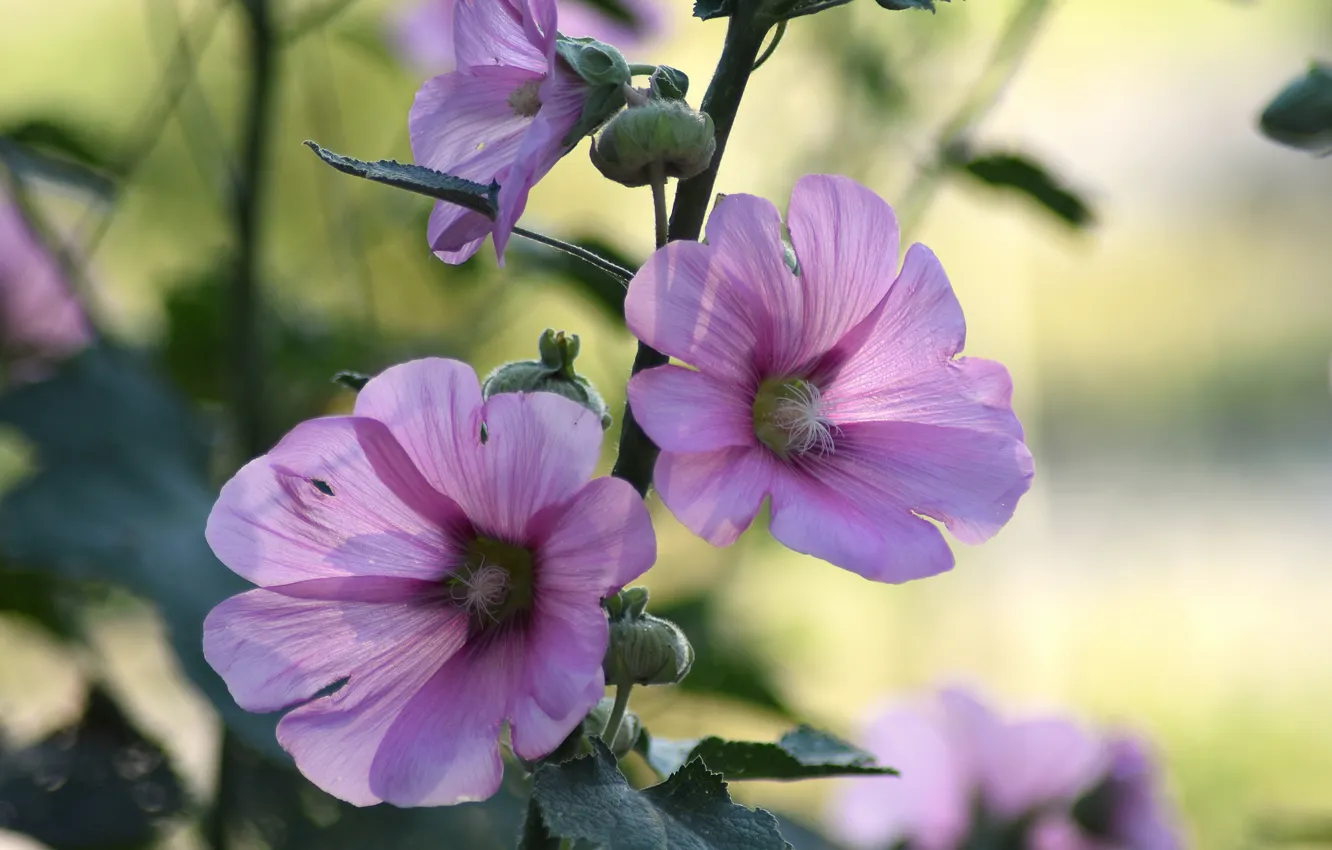 Photo wallpaper summer, flowers, hibiscus