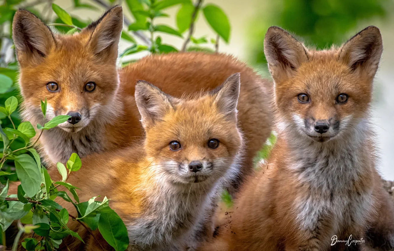 Photo wallpaper look, Fox, trio, cubs, cubs, Trinity