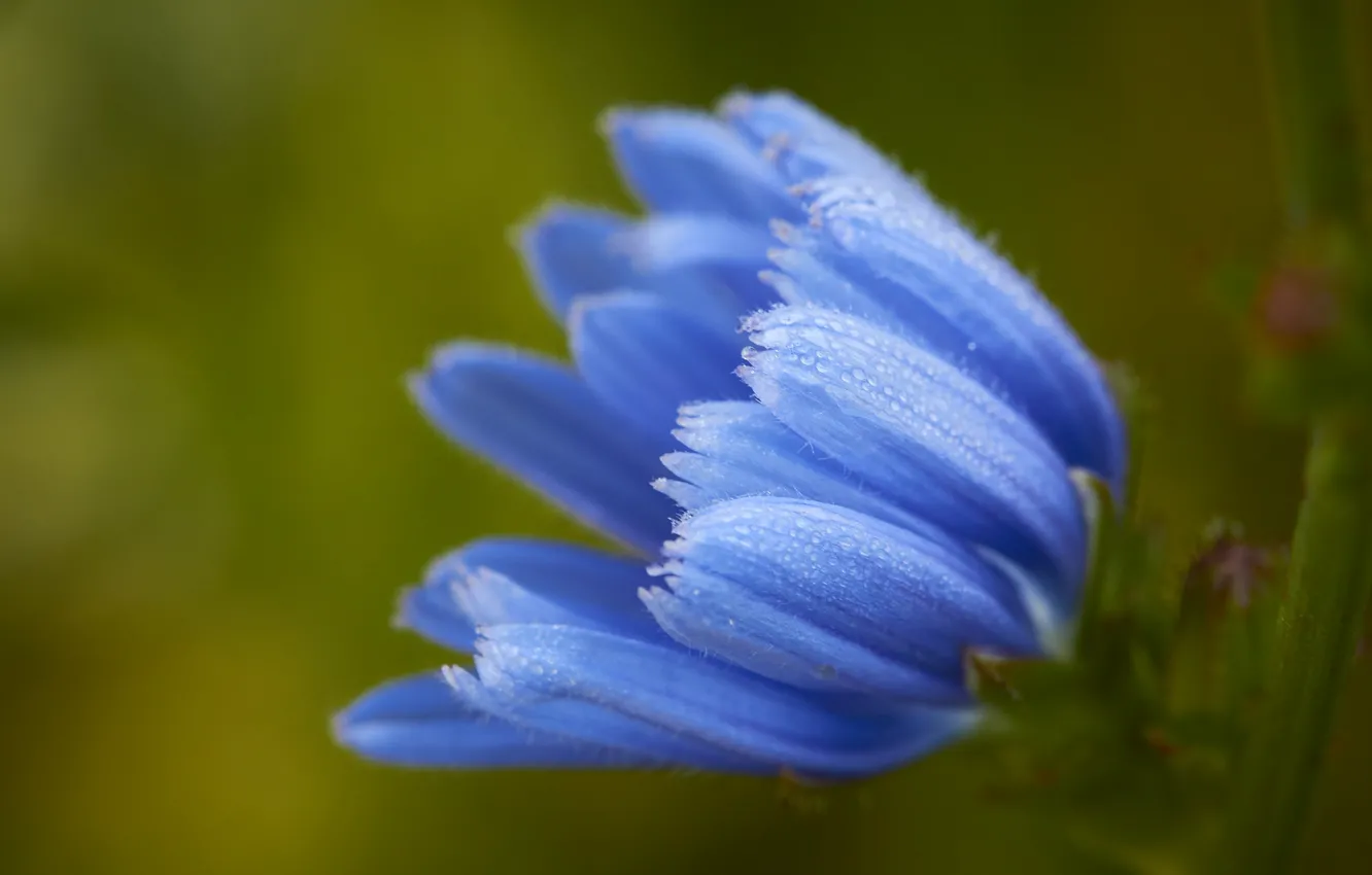 Photo wallpaper macro, blue, chicory
