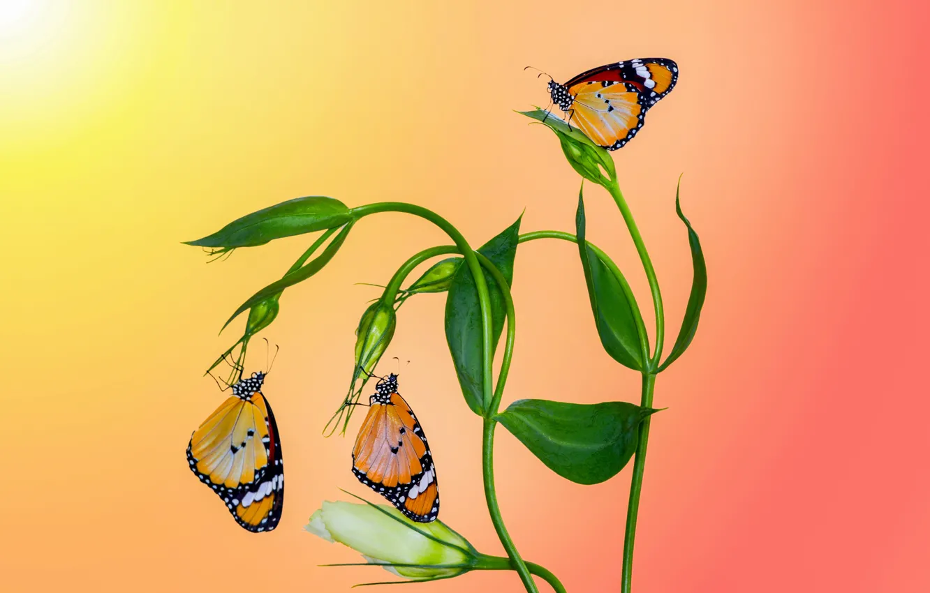 Photo wallpaper macro, butterfly, plant, insect