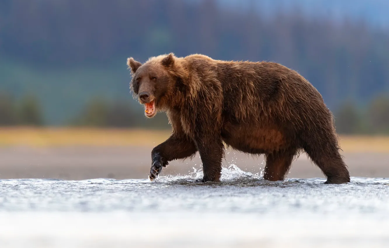 Photo wallpaper look, nature, pose, river, shore, bear, bathing, bear
