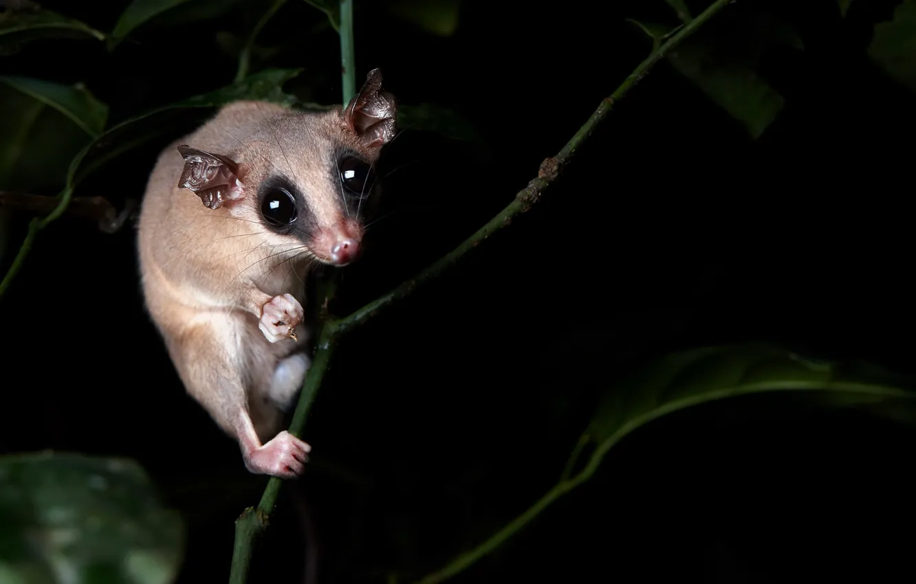 Photo wallpaper look, nature, background, Mouse oppossum, Marmosa sp.