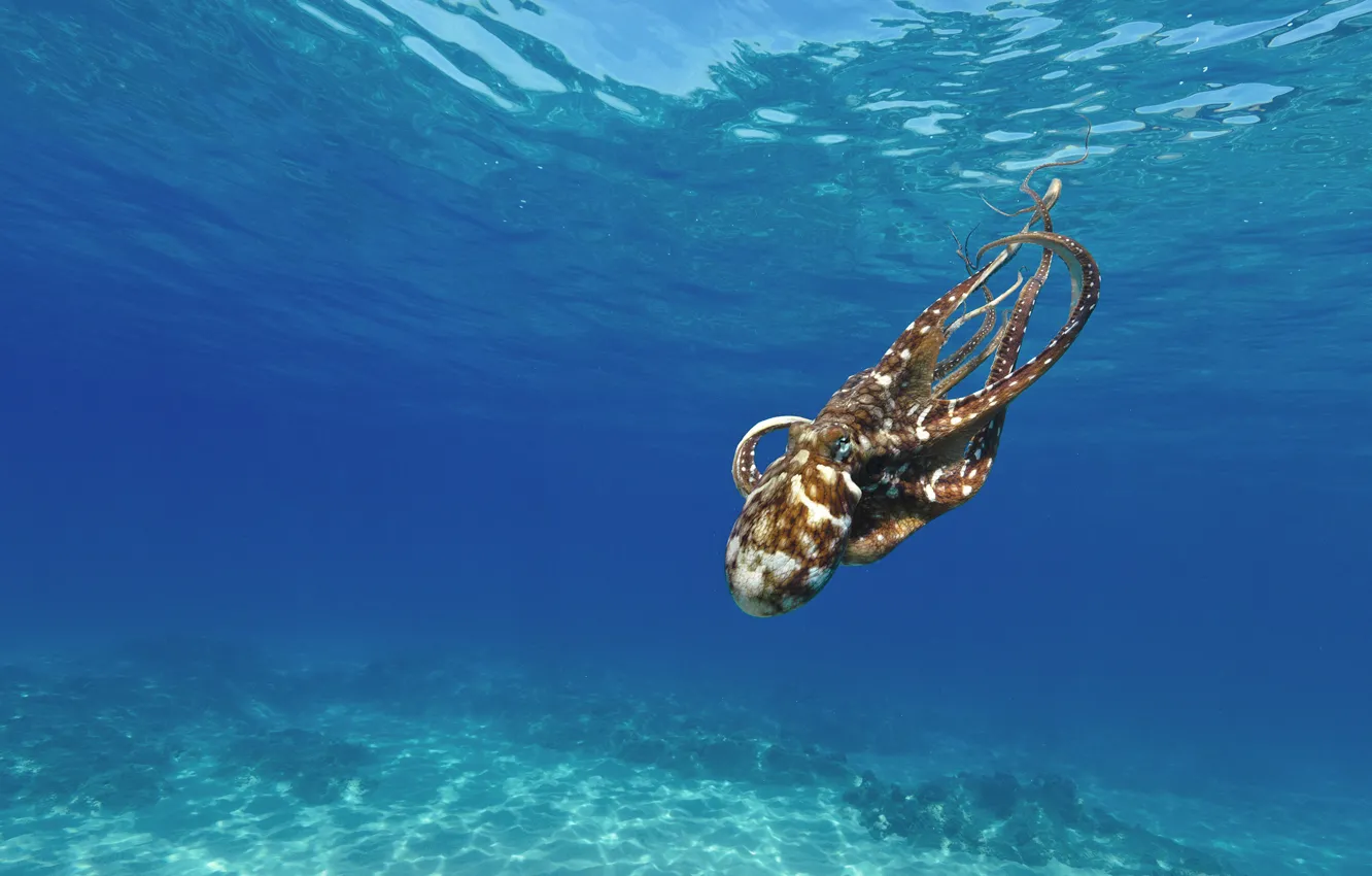 Photo wallpaper sea, water, the bottom, octopus, underwater world, under water, swimming