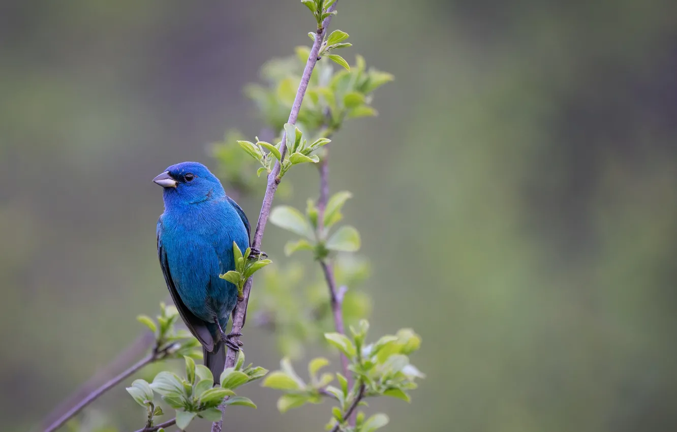 Photo wallpaper leaves, branches, bokeh, sancopy cardinal, Indigo