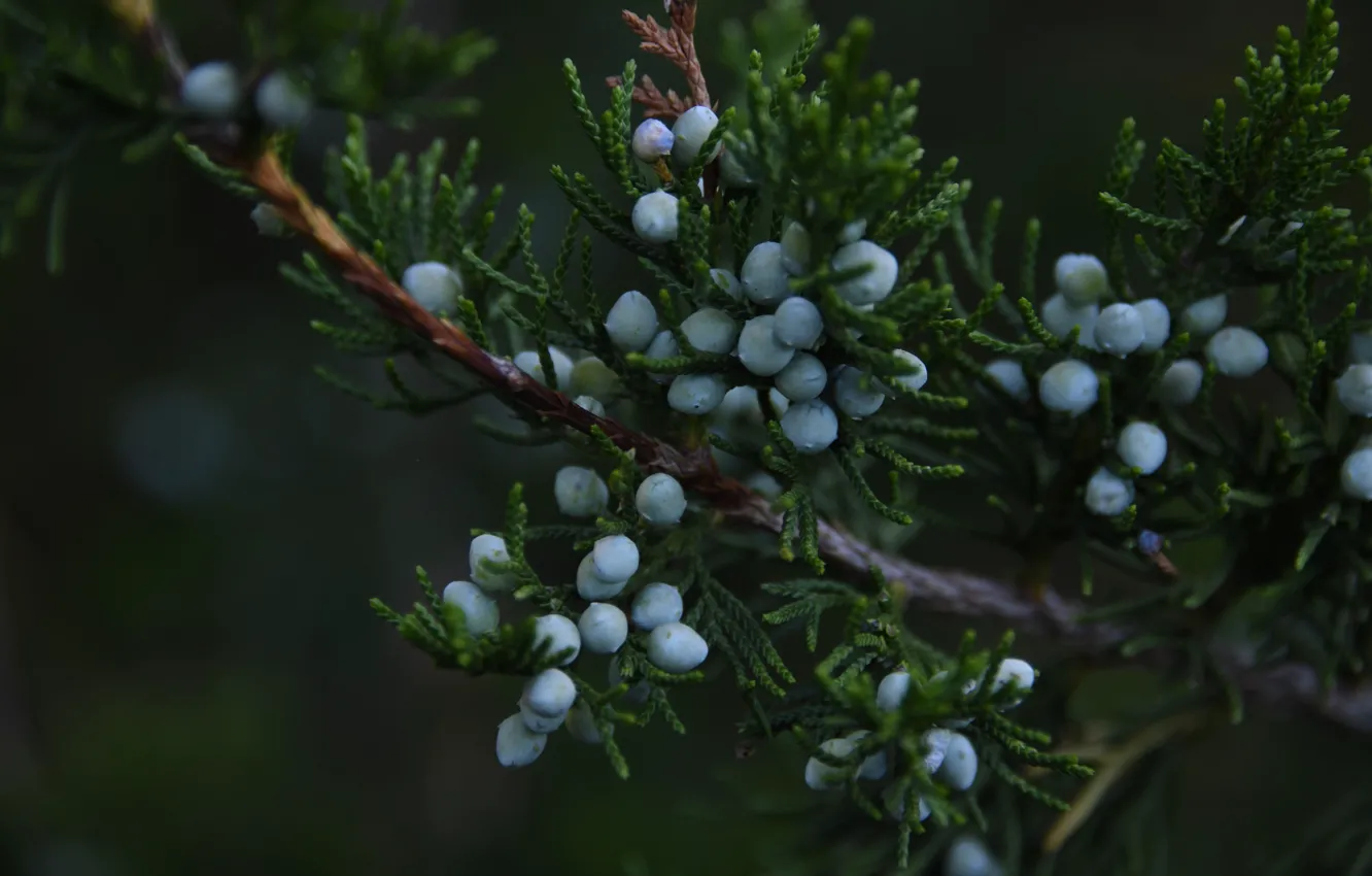 Photo wallpaper branches, berries, fruit, needles, bokeh, juniper