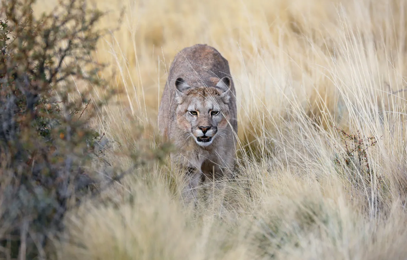 Photo wallpaper field, grass, look, Puma, sneaks, Cougar