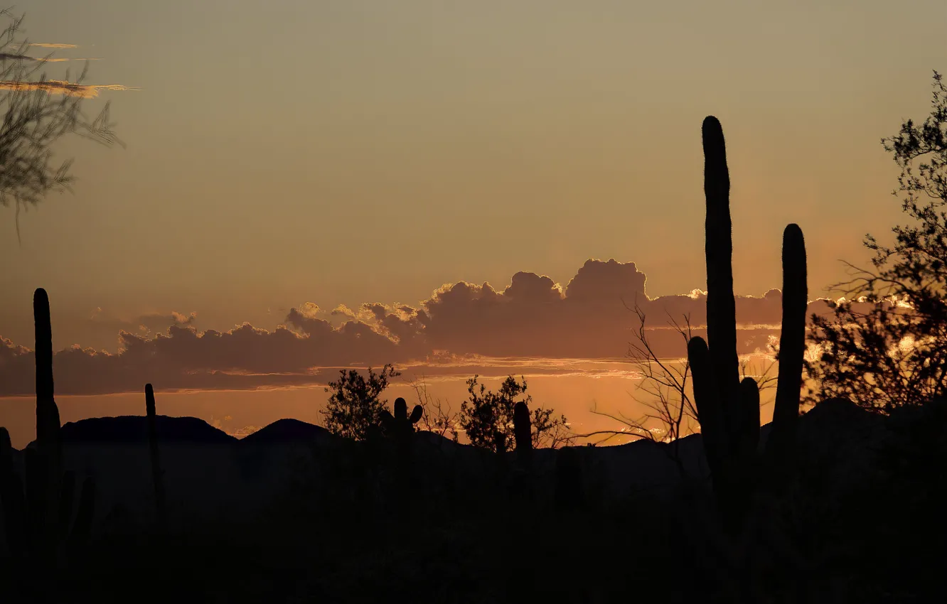 Photo wallpaper desert, cactus, silhouette, AZ, USA, Sonora, Tucson