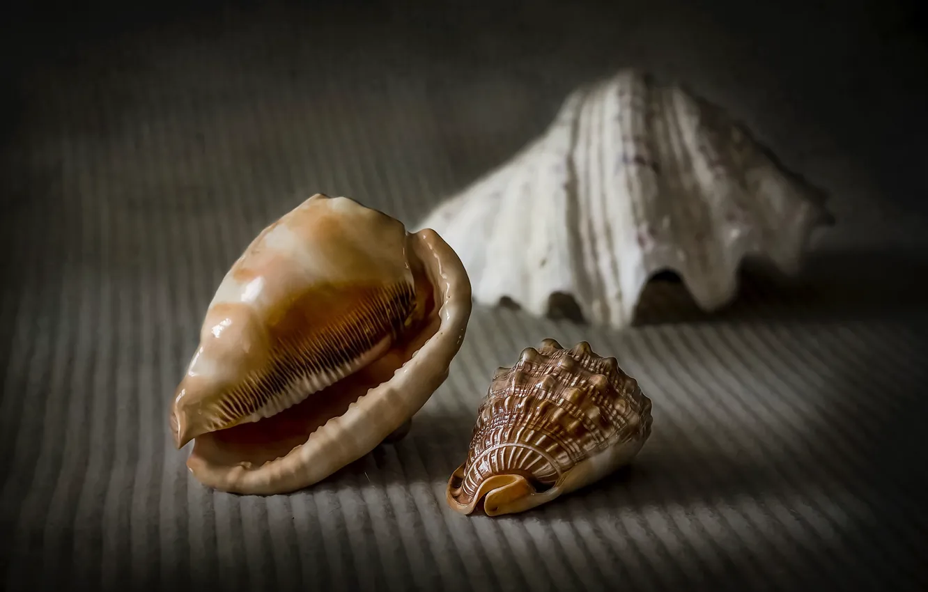 Photo wallpaper macro, style, shell