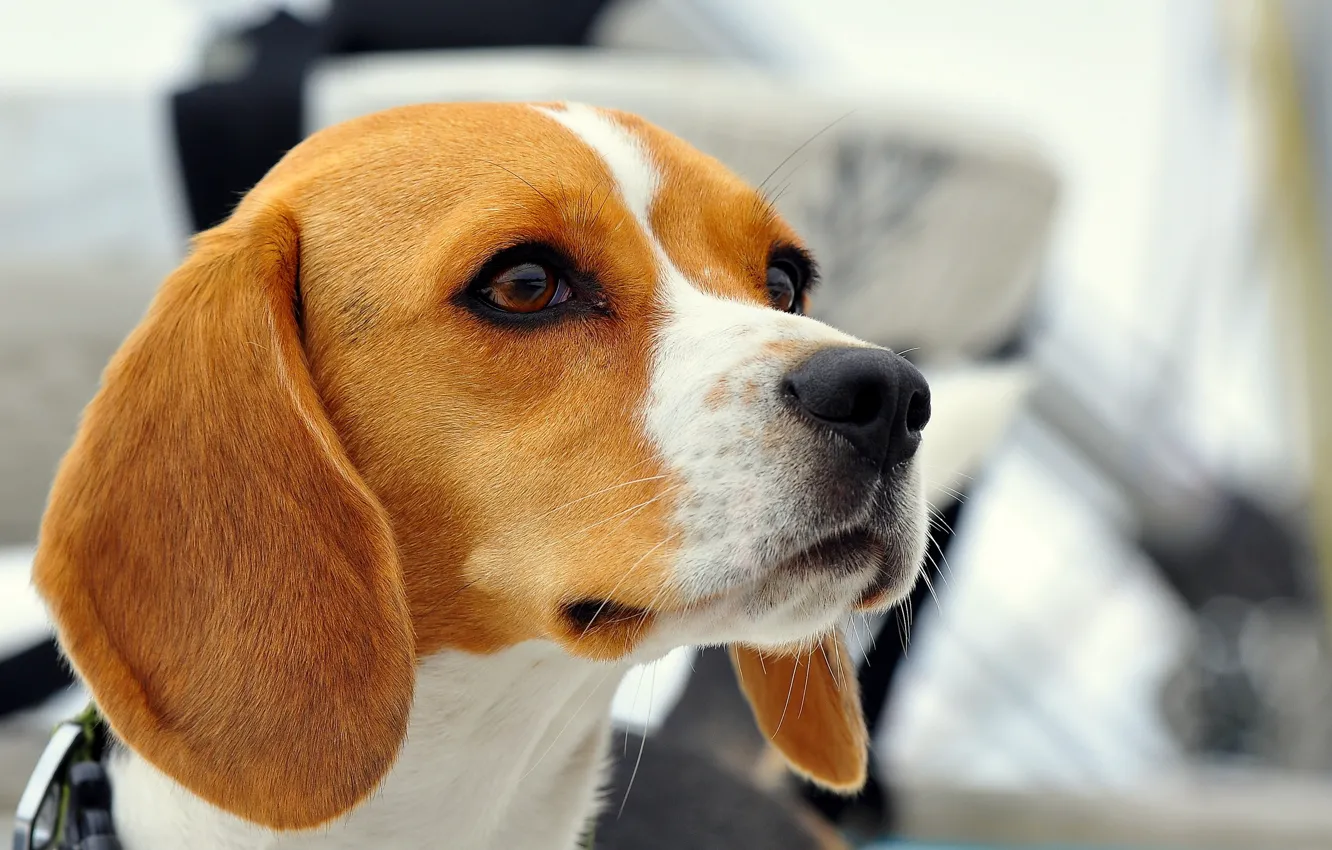 Photo wallpaper each, dog, Beagle