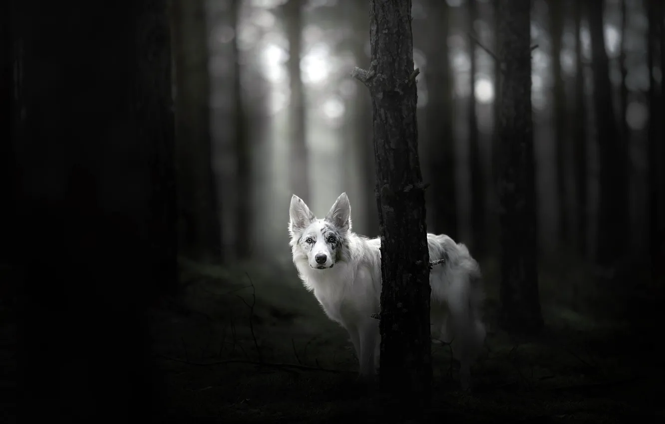 Photo wallpaper forest, each, dog