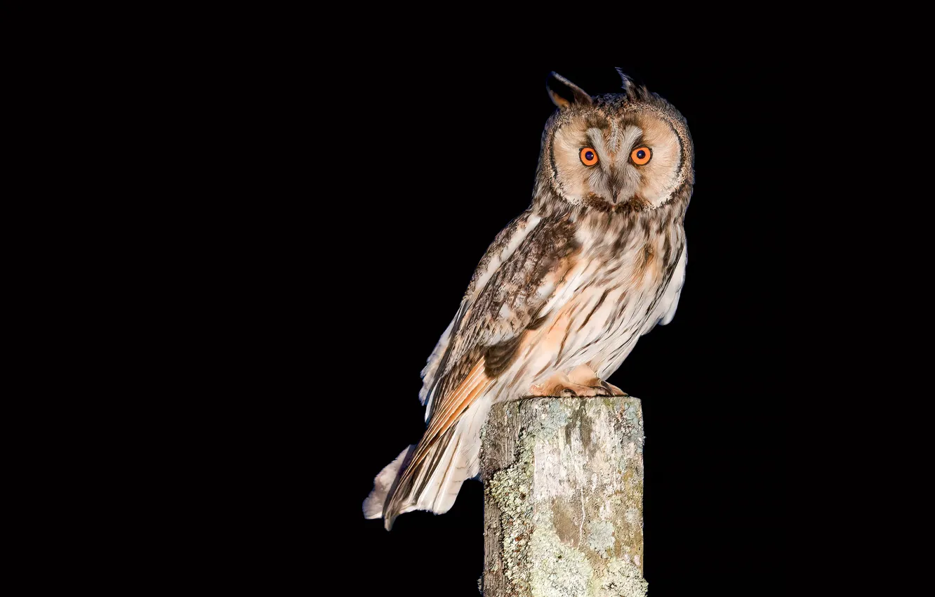 Photo wallpaper look, owl, bird, posts, black background, eared, owl