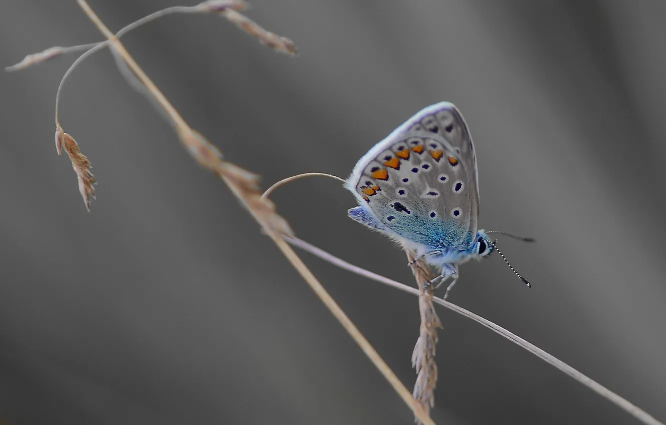 Photo wallpaper summer, butterfly, dry grass, Polyommatus Icarus