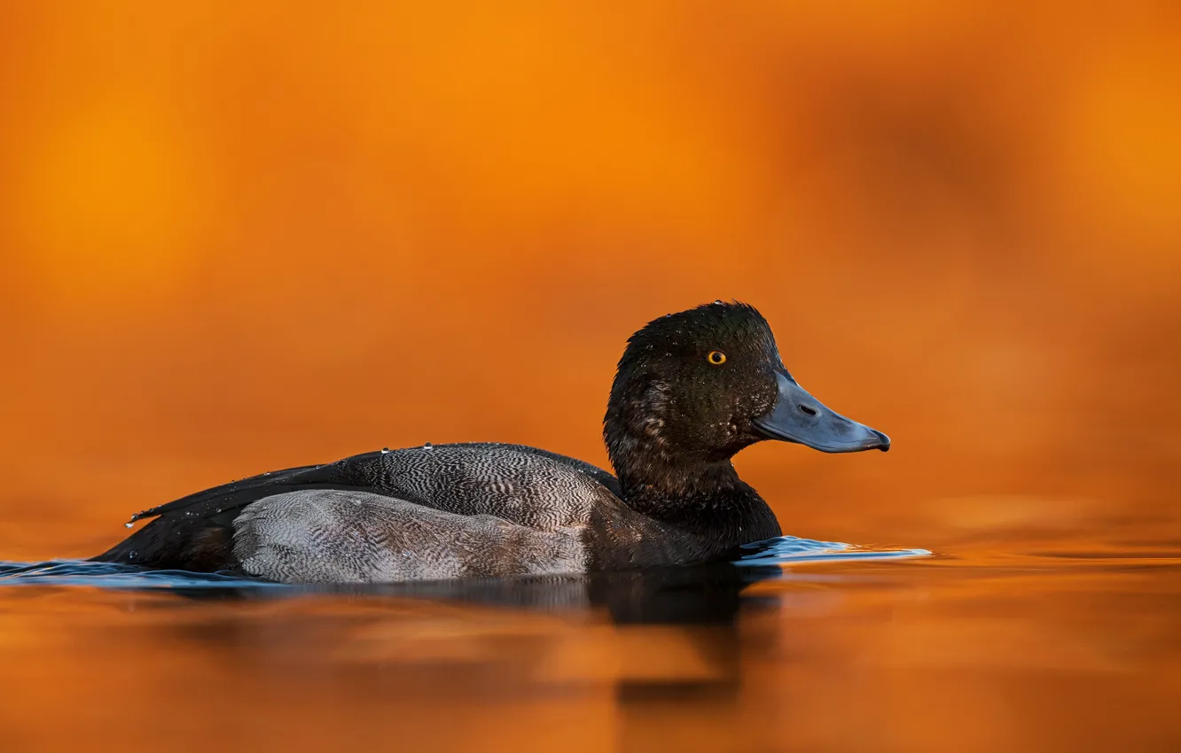 Photo wallpaper black, duck, orange background, pond, swimming