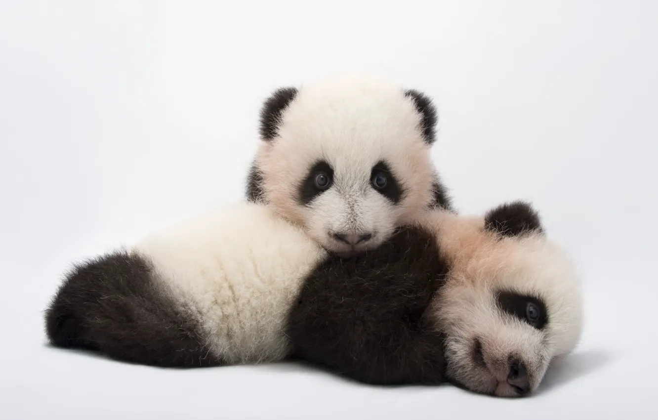 Photo wallpaper Panda, white background, cub, two, Zoo Atlanta, Ailuropoda melanoleuca, Giant panda cubs, Giant Panda Cubs