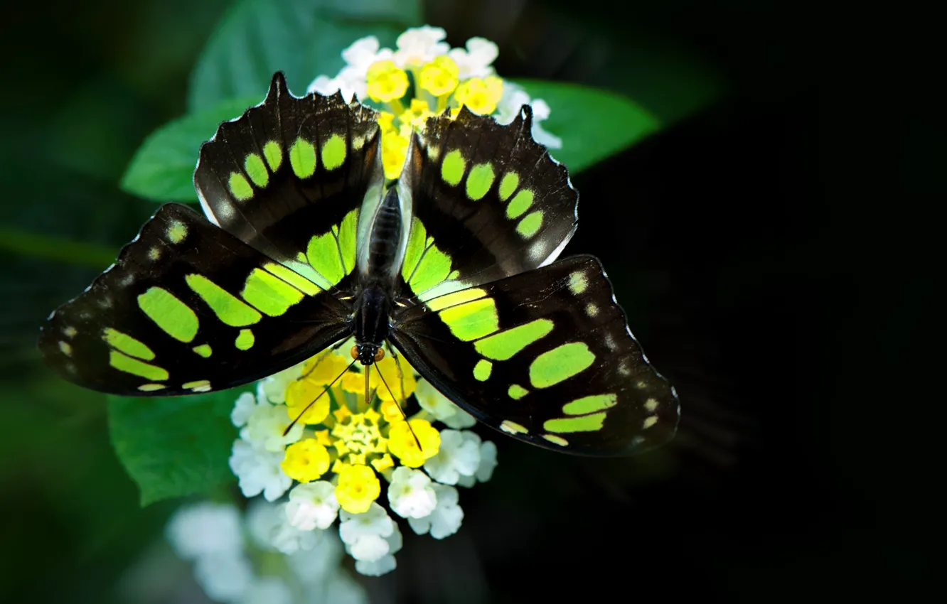 Photo wallpaper flowers, butterfly, wings, moth