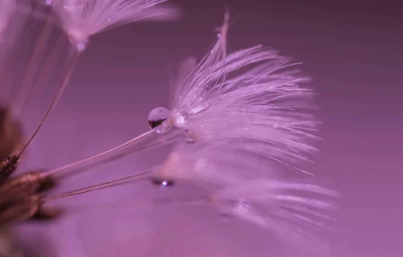 Photo wallpaper drops, nature, Rosa, blade of grass