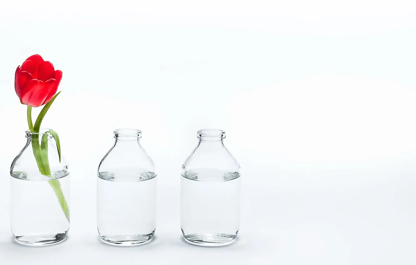 Photo wallpaper flowers, Bank, tulips