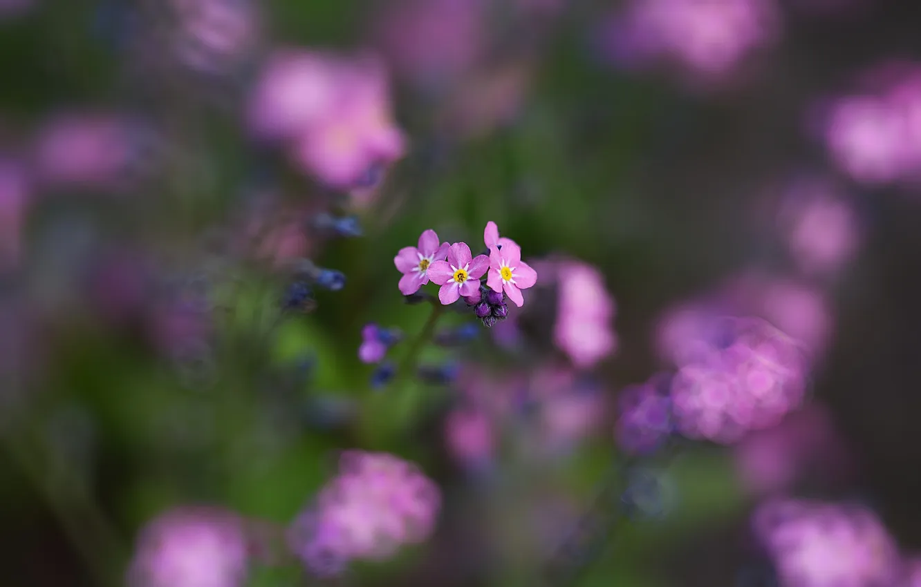 Photo wallpaper flowers, petals, lilac