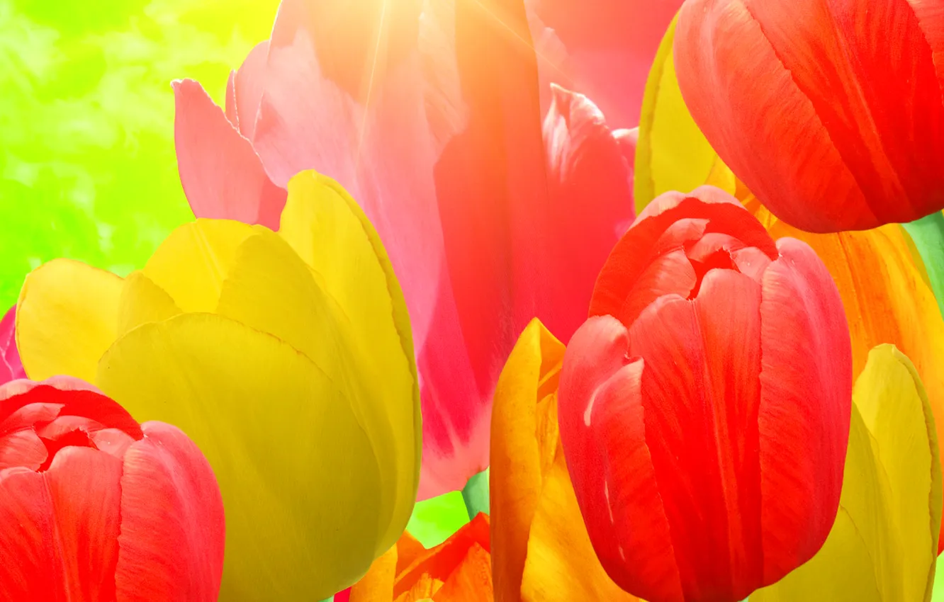 Photo wallpaper flowers, texture, petals, tulips