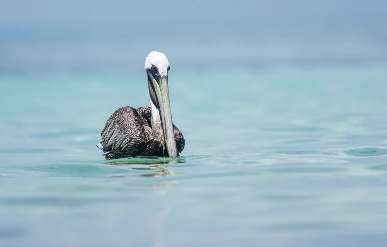 Photo wallpaper nature, bird, Pelican