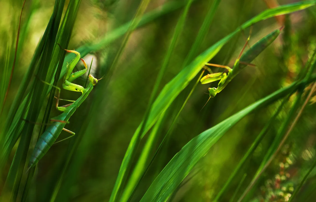 Photo wallpaper grass, leaves, green, praying mantises