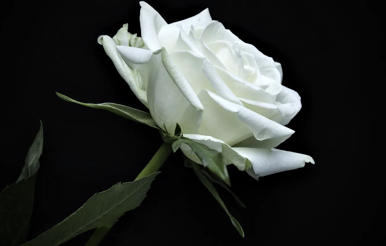 Photo wallpaper rose, petals, white