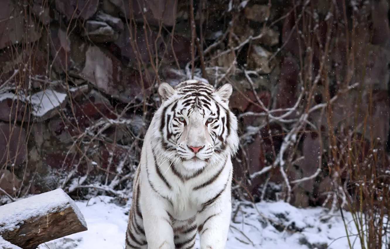 Photo wallpaper cat, predator, white tiger