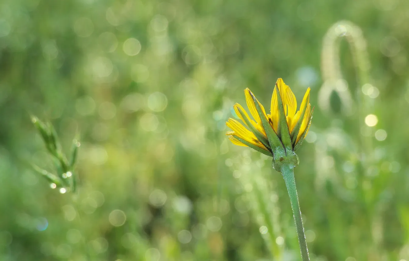 Photo wallpaper flower, yellow, plant