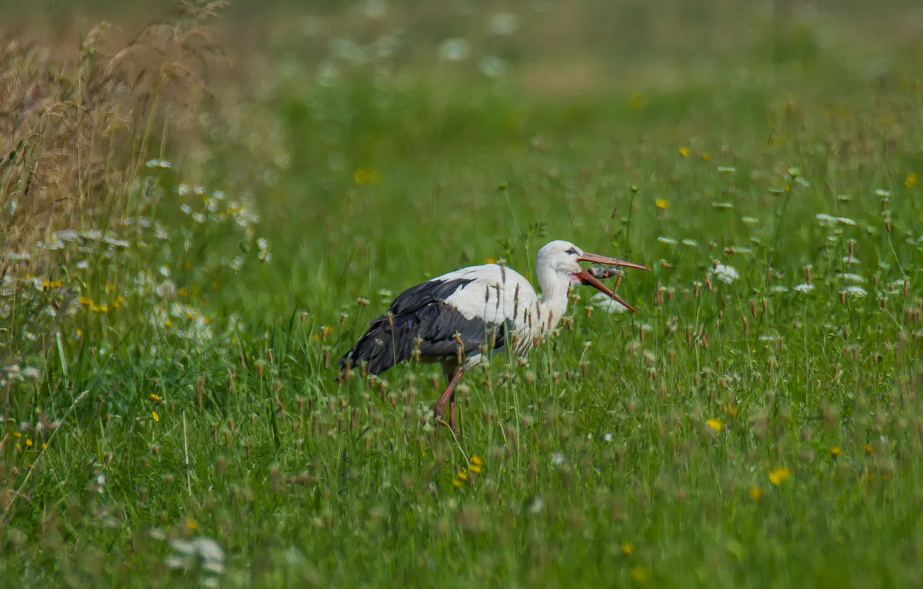 Photo wallpaper summer, nature, meadow, stork, photohunt