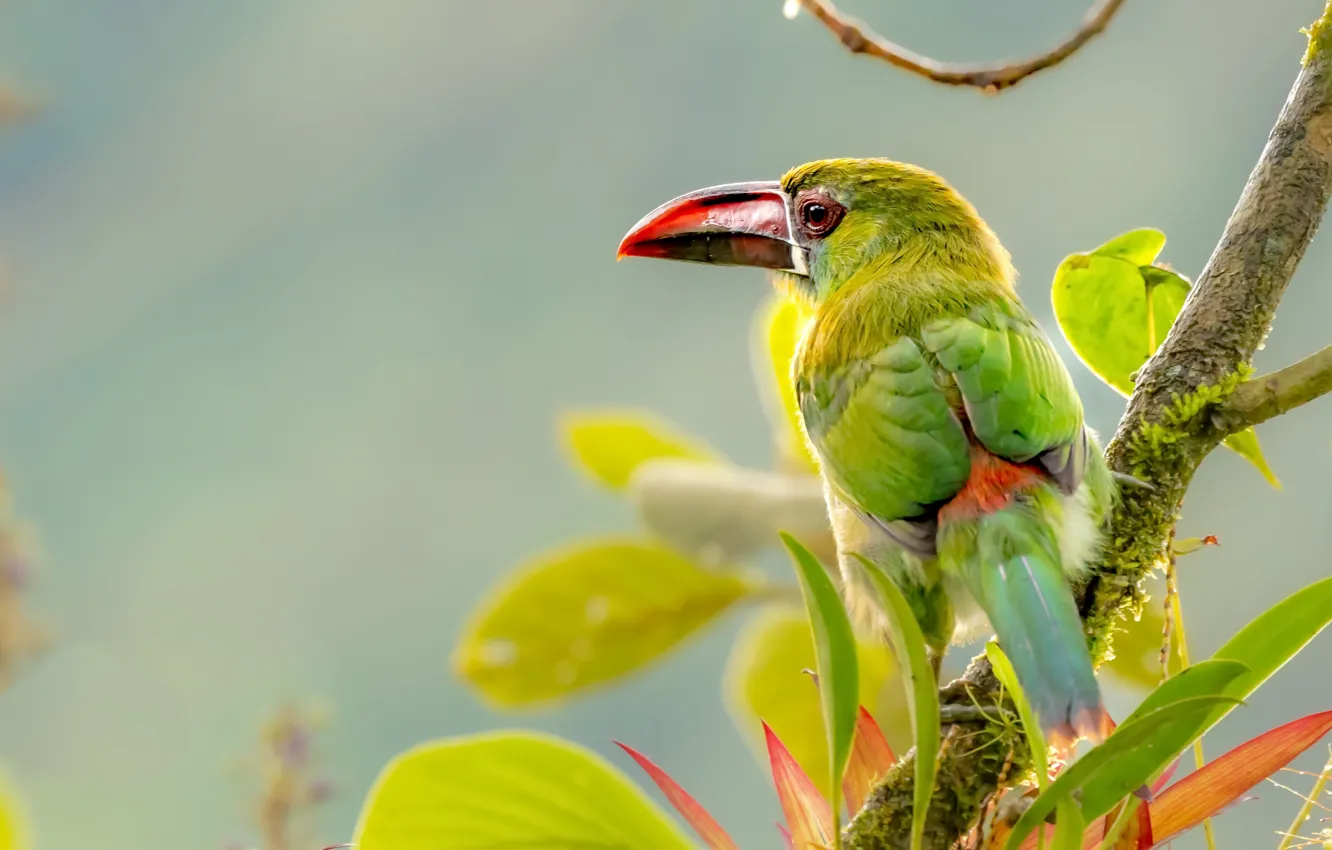 Photo wallpaper nature, pticu, Gray-breasted Mountain Toucan