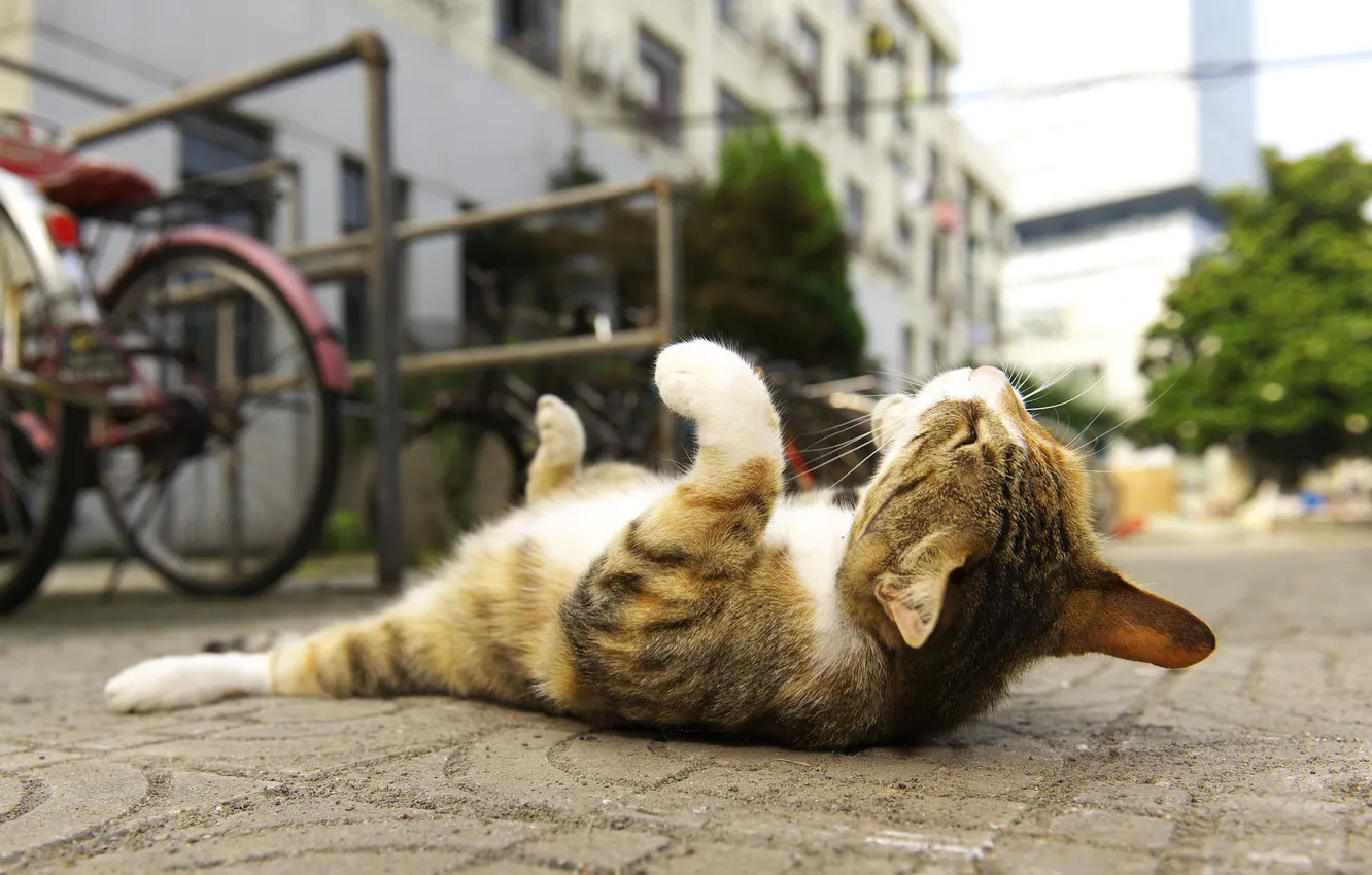 Photo wallpaper cat, cat, bike, the city, pose, tile, building, home