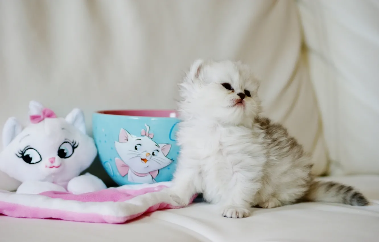 Photo wallpaper toy, fluffy, baby, Cup, kitty