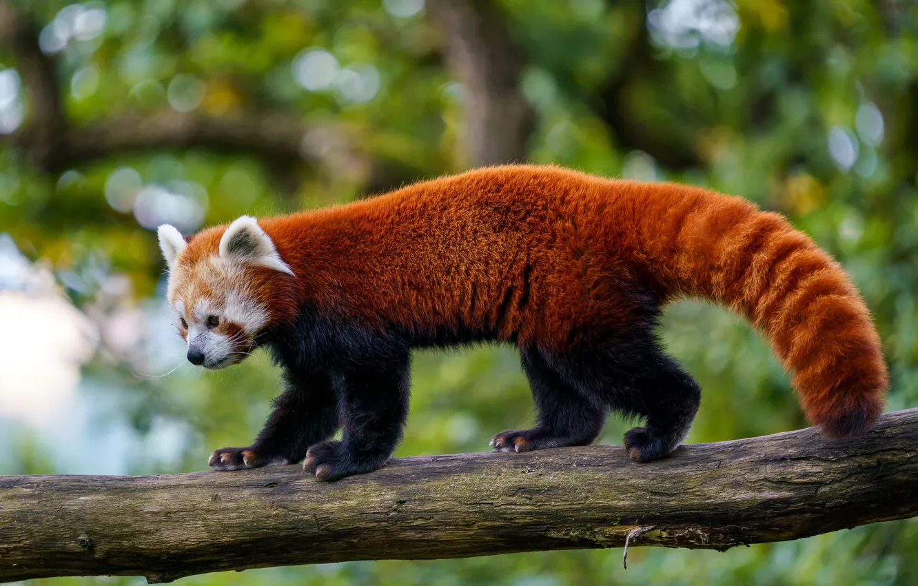 Photo wallpaper animal, Panda, red Panda, red Panda